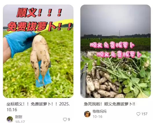 地里的菜免费“薅”？北京两人轻信网传“免费捡菜”被依法拘留