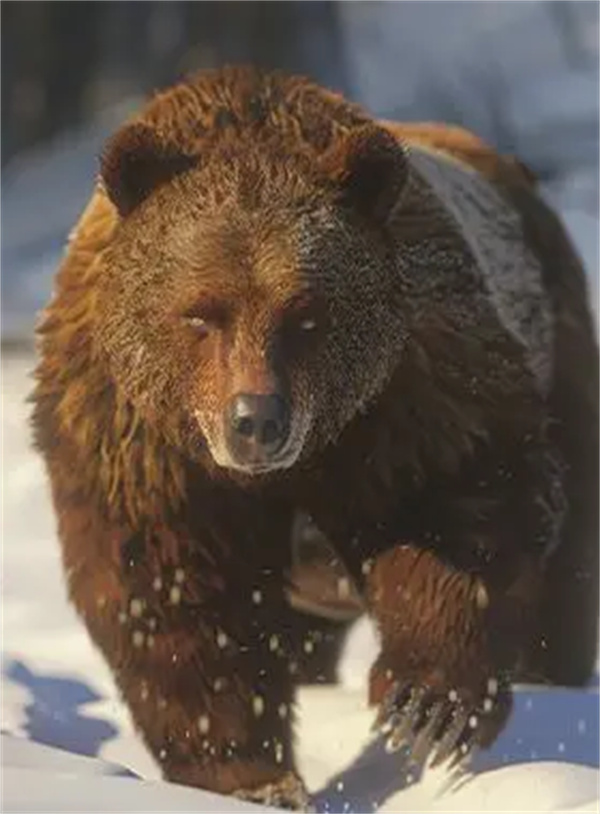 疯狂神射手乔木林动物图鉴汇总