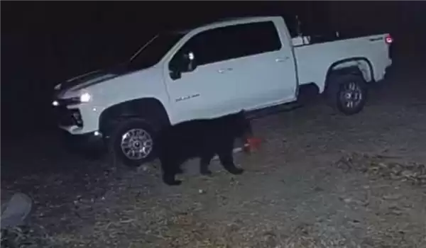 真不是AI伪造！监控拍下神奇一幕：黑熊用嘴偷走电锅