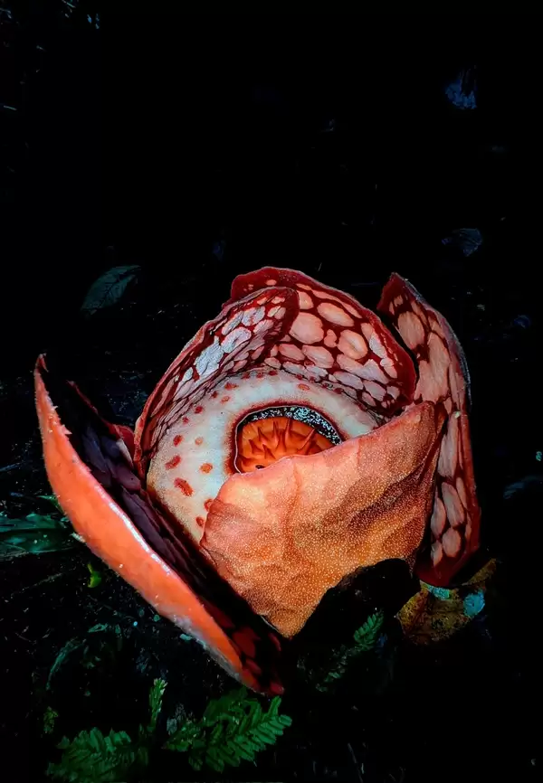 完全寄生无需光合作用 科学家苦寻13年发现全球罕见哈氏大王花