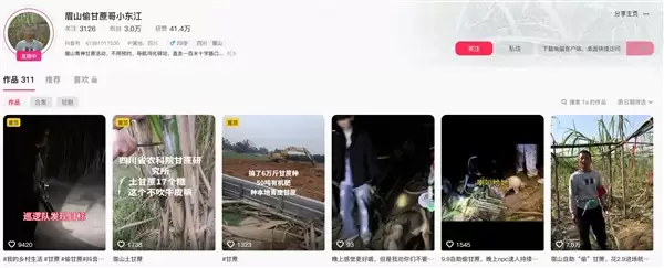 “偷甘蔗”农场有人只“偷”不给钱:老板无奈只能收取门票费