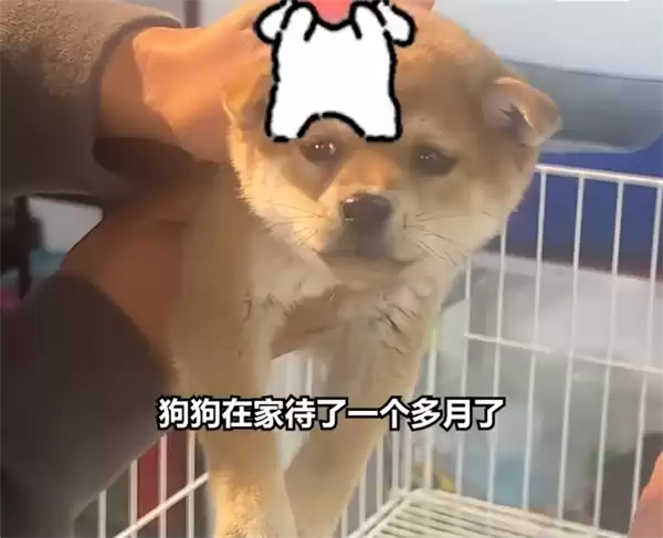 充电宝凌晨充电起火+养了一个月的狗狂吠救了全家