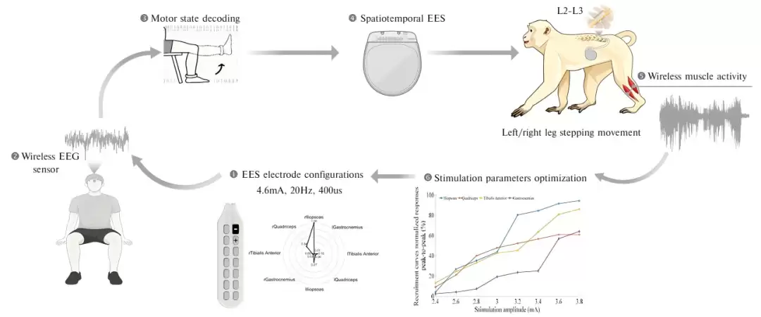 海南大学团队发布非侵入式脑脊髓接口突破成果