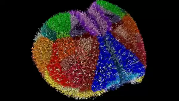 全球最真实动物大脑模型诞生：260亿个神经突触！