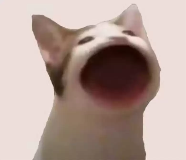 致富还是大笑:想利用这些愚蠢的模因币致富吗？