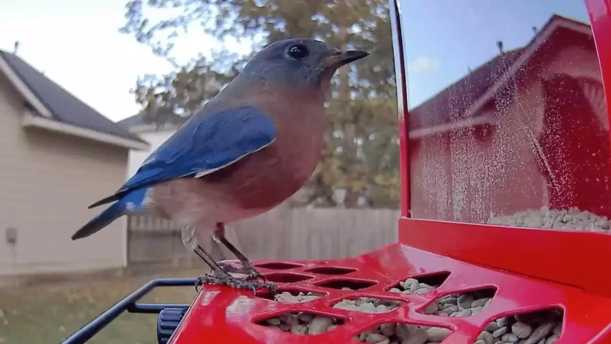 从深圳到北美：中国创企COOLFLY改写全球AI观鸟市场格局