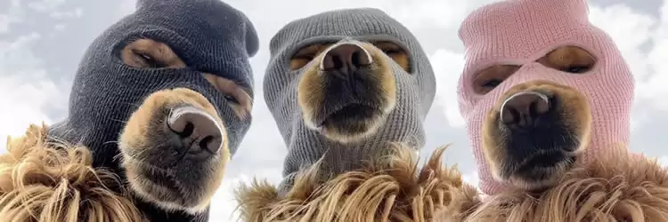 2025年值得关注的Base网络顶级迷因币盘点