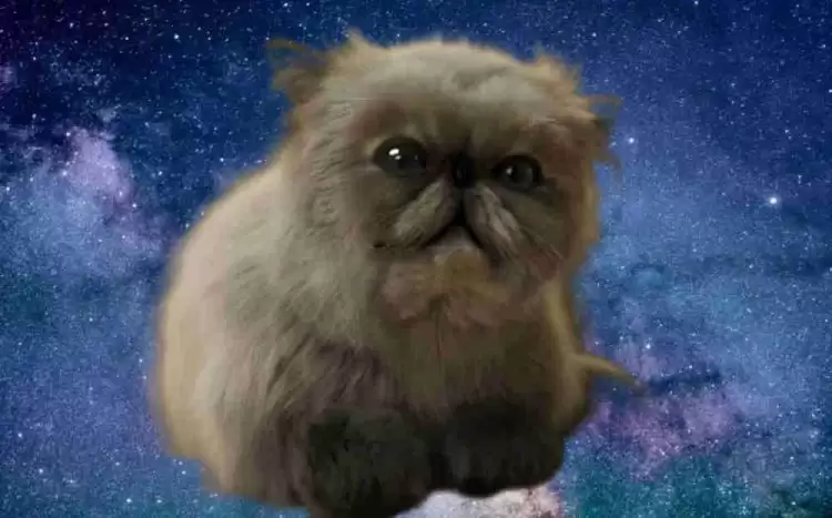 MIGGLES币上架几个交易所？MIGGLES币怎么买？