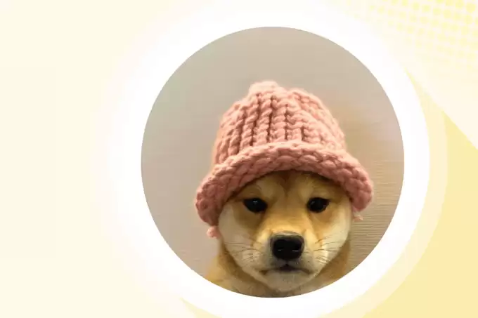 Dogwifhat （WIF） 价格预测2025 年、2026 年、2027 年– 它能否主导模因币领域？