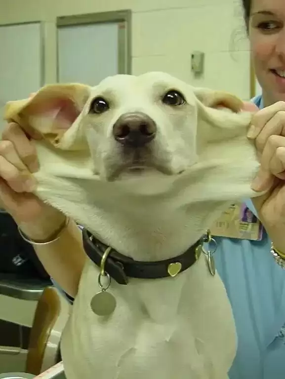 世界上皮肤最有“弹性”的男子 看完可能整个人都不好了