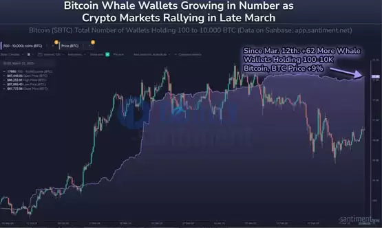 Santiment:比特币巨鲸开始重新累积BTC!山寨季无法到来是Meme币影响?