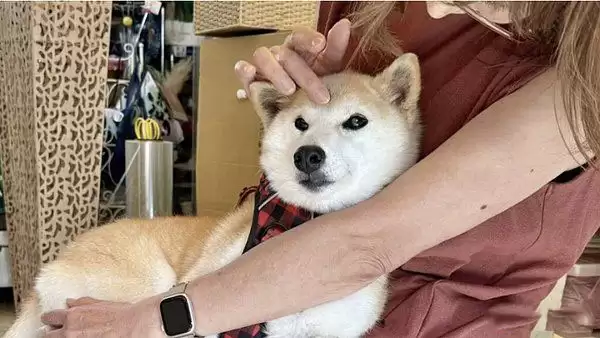 CZ回归币安疯狂上币用意何在?如何解读币安上币策略?市场未来预期如何?