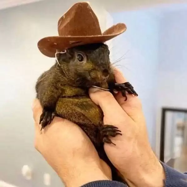 DOGE暴涨后,还有哪些新晋热门Meme币值得关注