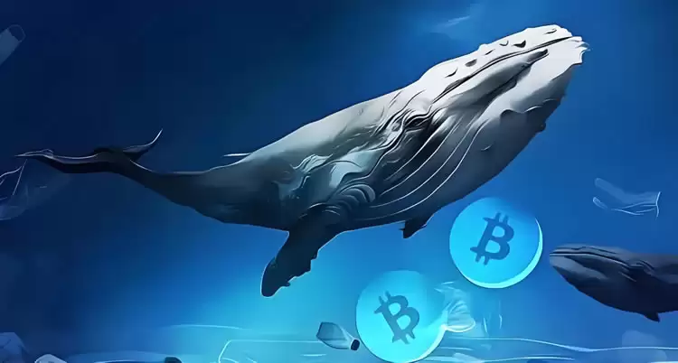 鲸鱼地址囤积比特币意味着什么?是涨还是跌?一文分析