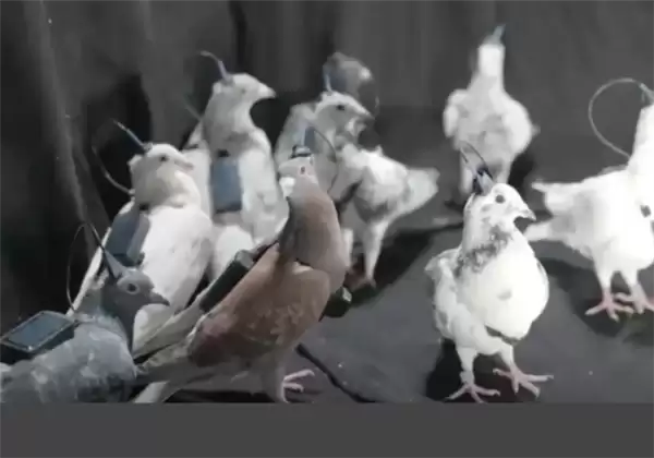 俄罗斯测试脑机接口信鸽:单日飞行500公里 远超传统电动无人机