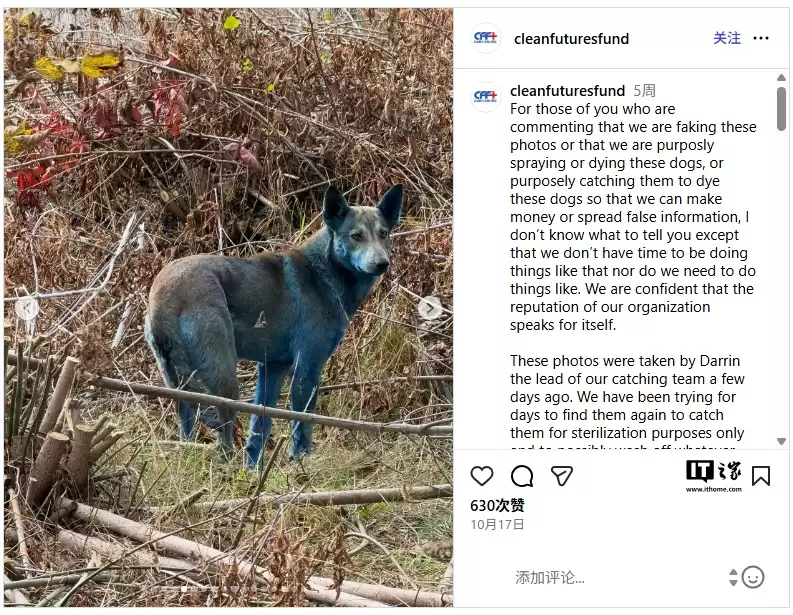 专家回应切尔诺贝利“蓝色流浪犬”:非辐射变异,实为毛发被垃圾染色