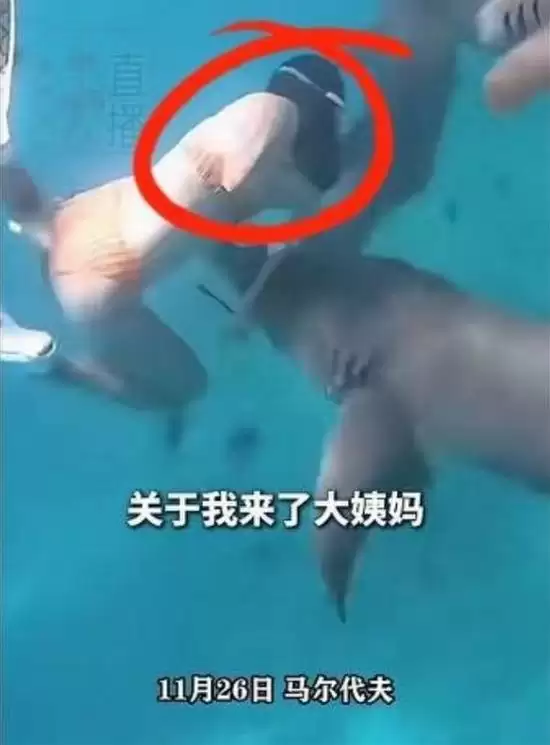 女子生理期海底潜水遭鲨鱼咬伤:血腥味刺激鲨鱼