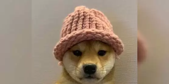 比特币震荡走软！WIF逆市飙升16% 超越PEPE成第3大的Meme币