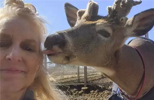 美国女子热衷救鹿12年 却惨遭公鹿猛烈袭击致死!