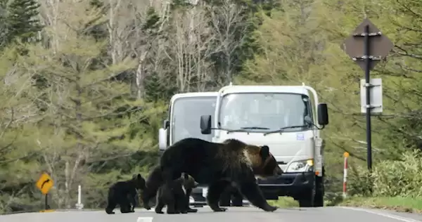 又有熊杀人事件！日本登山者遗体全身抓痕疑遭熊袭击