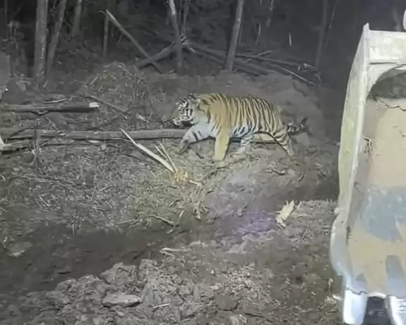 挖掘机女司机夜间作业偶遇东北虎：气定神闲 丝毫不怕人