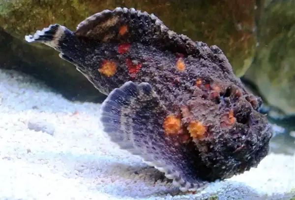 南方海边的这种鱼 踩到真的会要命