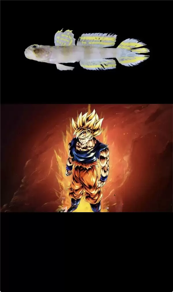 这条刚刚发现的鱼 正是被命名为：超级赛亚人！