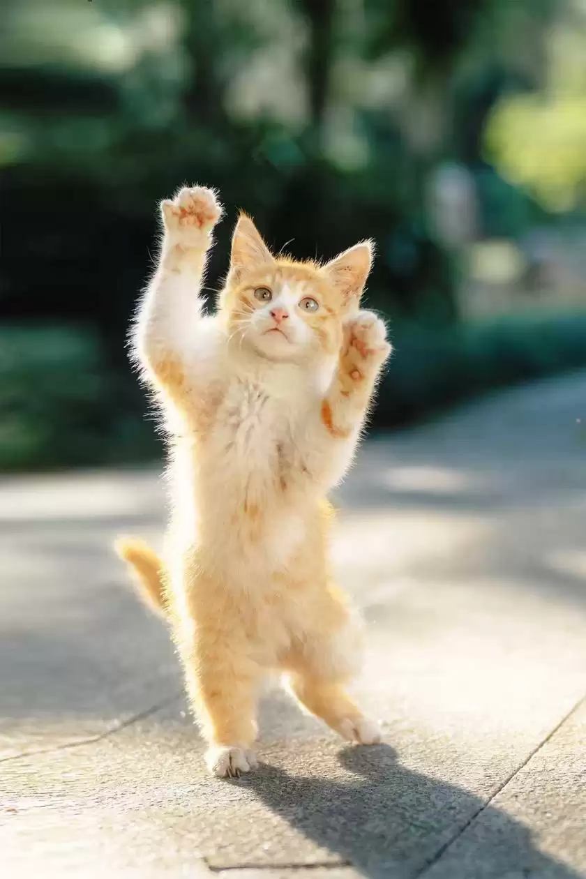 晒出年度影像答卷 尼康2025影像征集活动携重磅好礼开幕