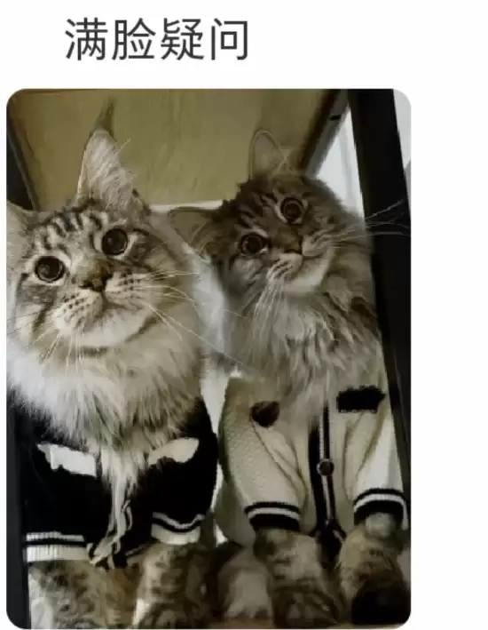 疯狂动物城2热映,宝伯特引爆缅甸猫热潮与票房奇迹