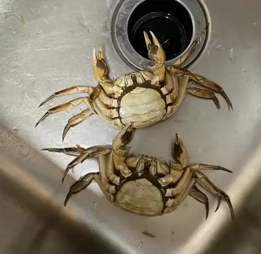 顾客AI合成死螃蟹要求退款 最新进展来了：被拘8日 195元全额追回