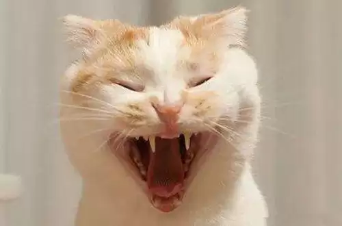 猫咪的自疗作用