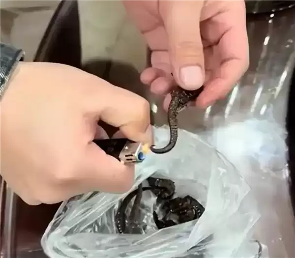 广东一男子药酒里泡了十余年的海马竟是塑料：网友看完直呼杯具