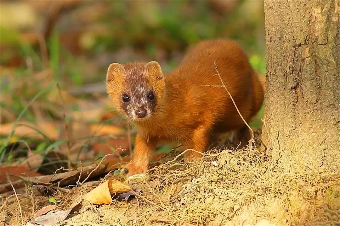 黄鼠狼伤害鸡群