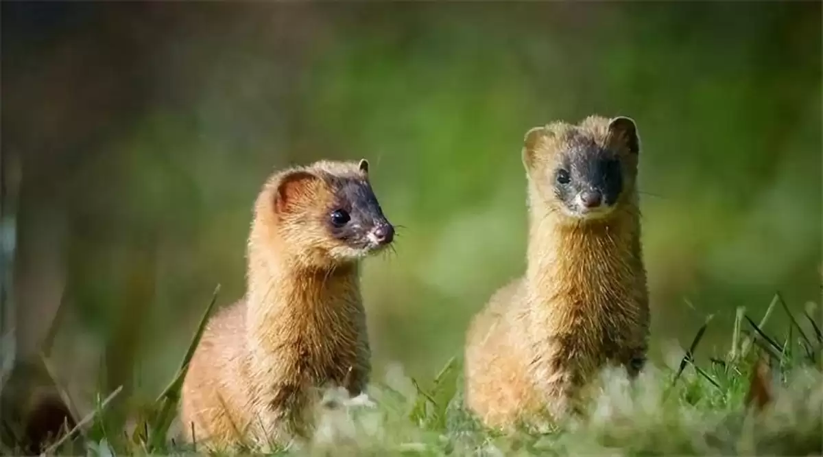 黄鼠狼皮毛交易