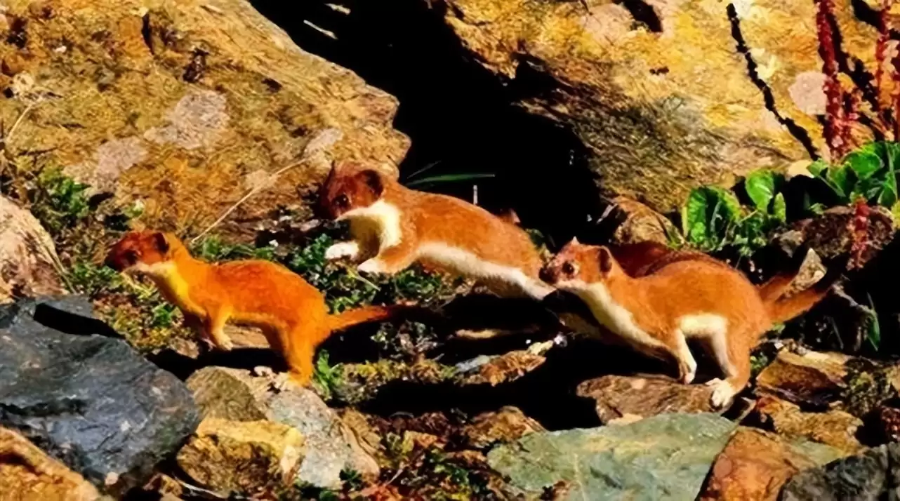 黄鼠狼的栖息地