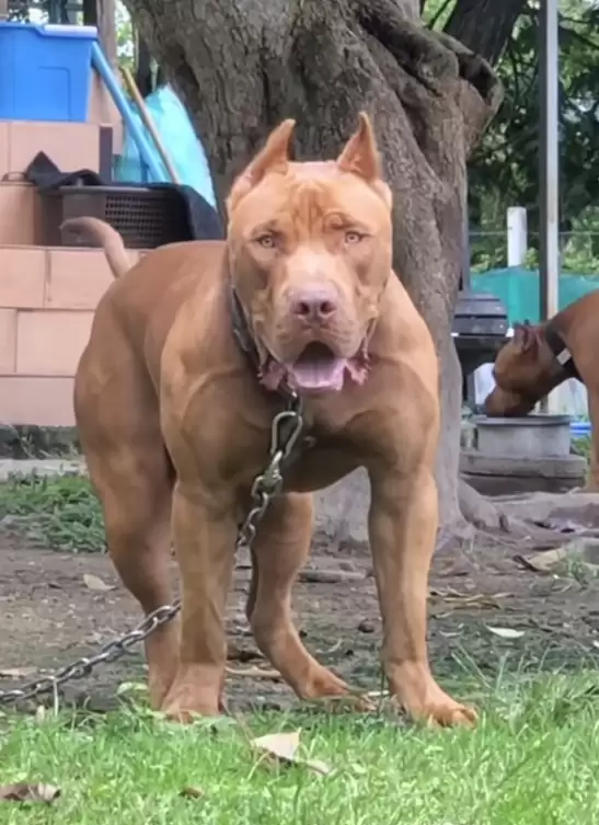 又是比特犬！希腊两岁男童遭自家收养的流浪狗攻击身亡