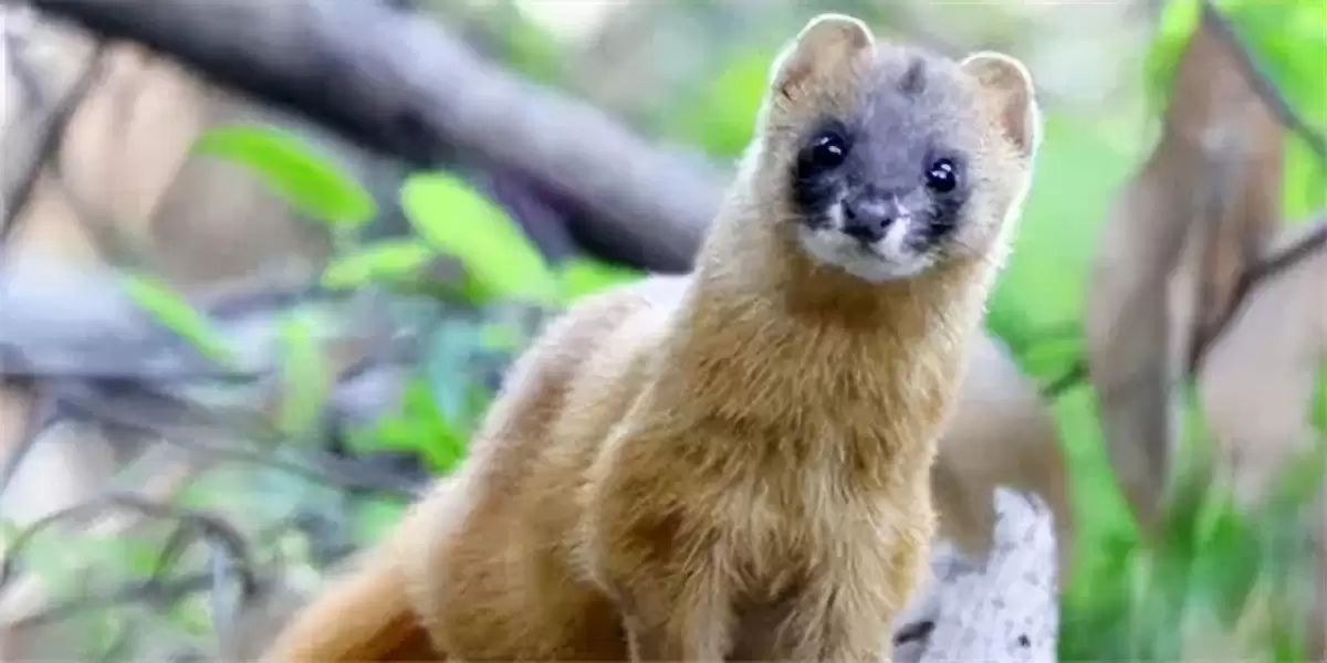 黄鼠狼在生态中的作用