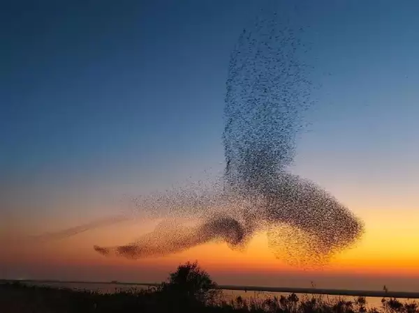 数十万只候鸟迁徙似巨鲲 网友：庄子逍遥游里“北冥有鱼”是真的