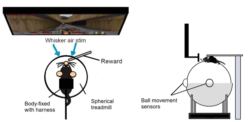 神经工程新突破:老鼠学会在《毁灭战士》中“开火射击”