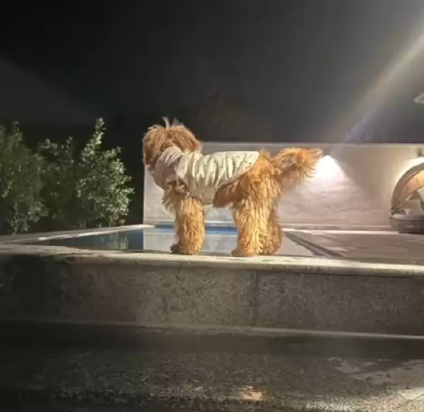 入住宠物友好酒店退房后遭“提灯定损”：拒退1000元押金 另收500元清洁费