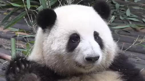 华为首款100W自带线充电宝熊猫和花限定版发布 399元 12000mAh