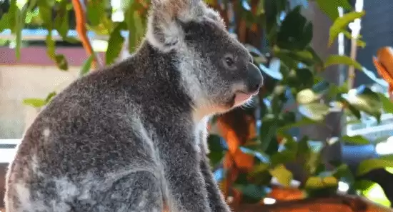 考拉误闯布里斯本街头，公交司机暖心救助引全网热议