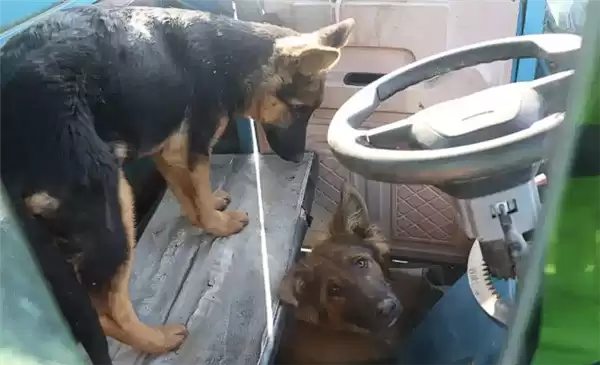 两只狗“合伙作案”开走主人三轮车:撞上一辆轿车