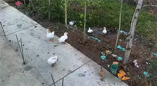 神秘消失的18斤大鹅已找到 全身都是伤:主人决定抽水追凶