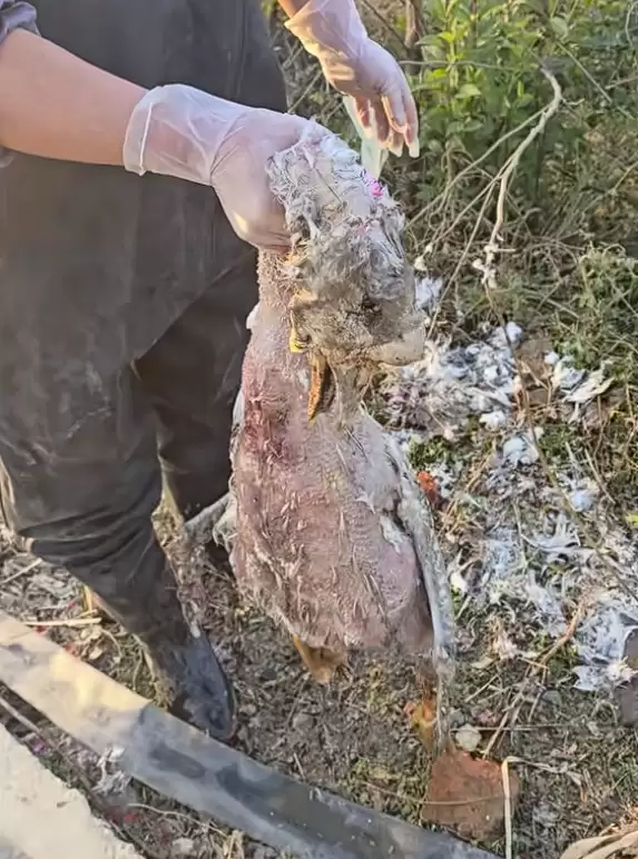 神秘消失的18斤大鹅已找到 全身都是伤:主人决定抽水追凶