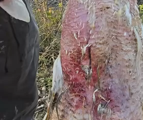 神秘消失的18斤大鹅已找到 全身都是伤:主人决定抽水追凶