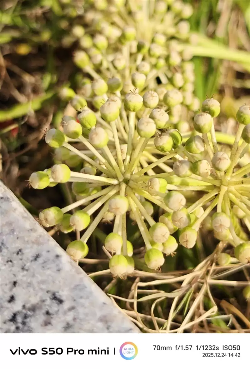 稳步迭代，全面超越：vivo S50 Pro mini 评测：小直屏旗舰的进化标杆