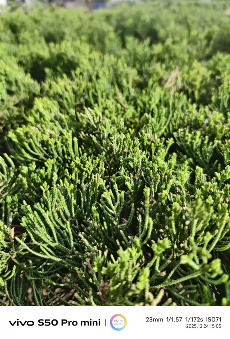 稳步迭代，全面超越：vivo S50 Pro mini 评测：小直屏旗舰的进化标杆