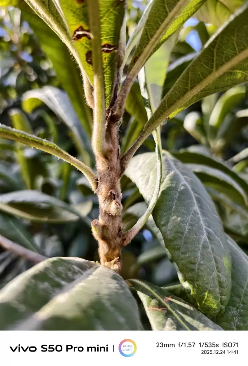 稳步迭代，全面超越：vivo S50 Pro mini 评测：小直屏旗舰的进化标杆