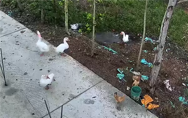 神秘消失的18斤大鹅已找到 全身都是伤:主人决定抽水追凶